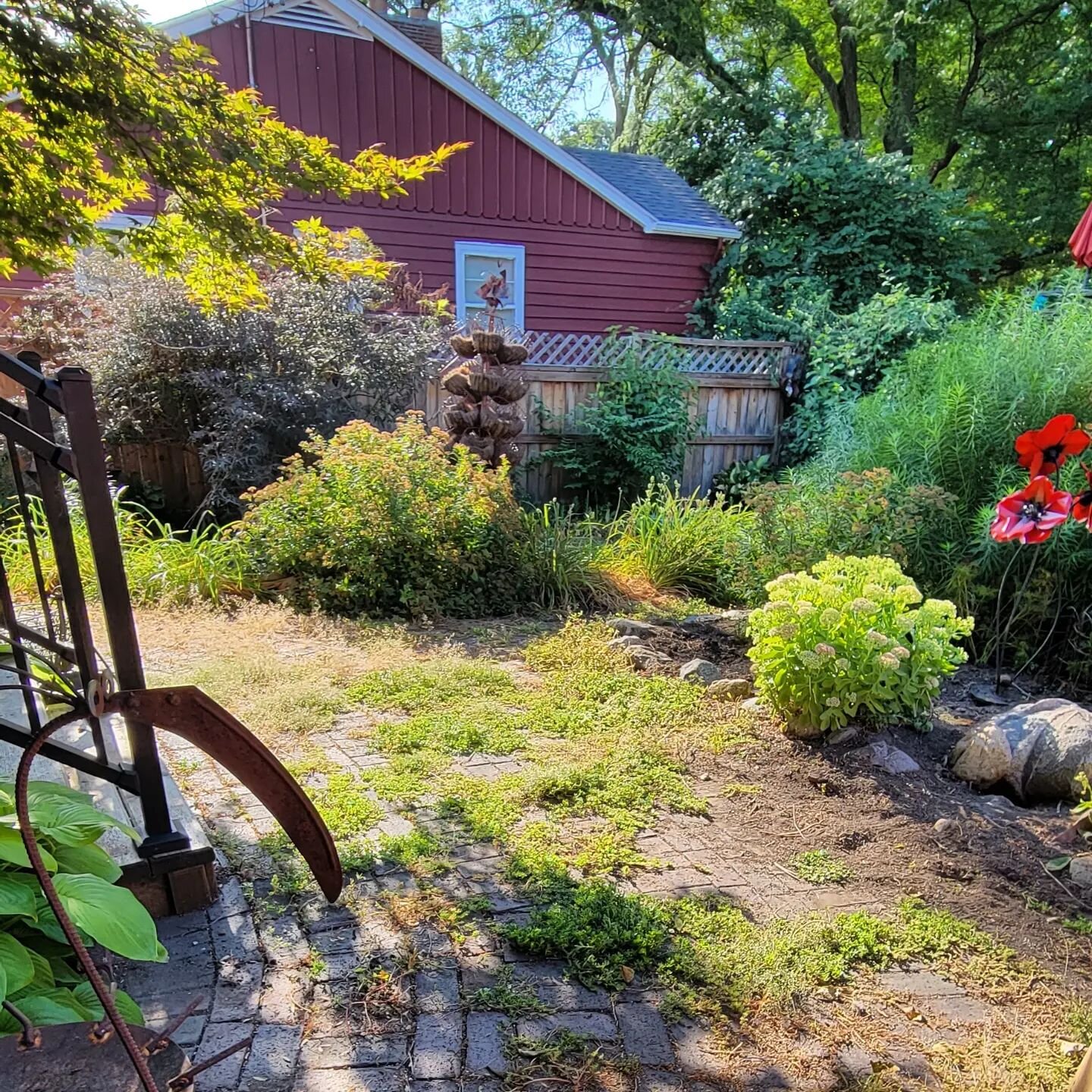 The Sunshine crew has been working hard, even in the heat, to get gardens back to their awesomeness. Check out these dramatic before and after photos! We treat your yard as if it was our own, taking care of precious perennials and making everything l