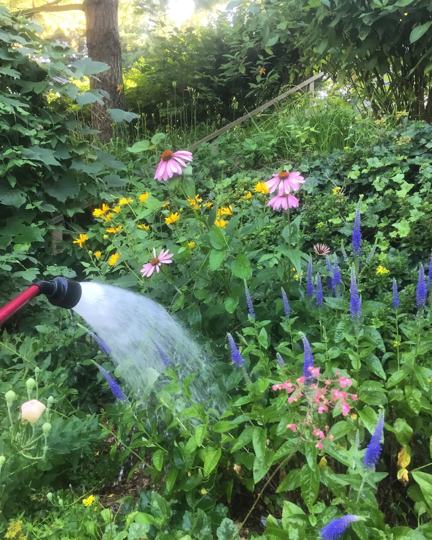 Don't let your plants miss you while you're out of town! We can water your flower beds and containers so they look great when you get back. 

#vacationwatering #desmoinesgardener  #gardeningservices #gardenwatering