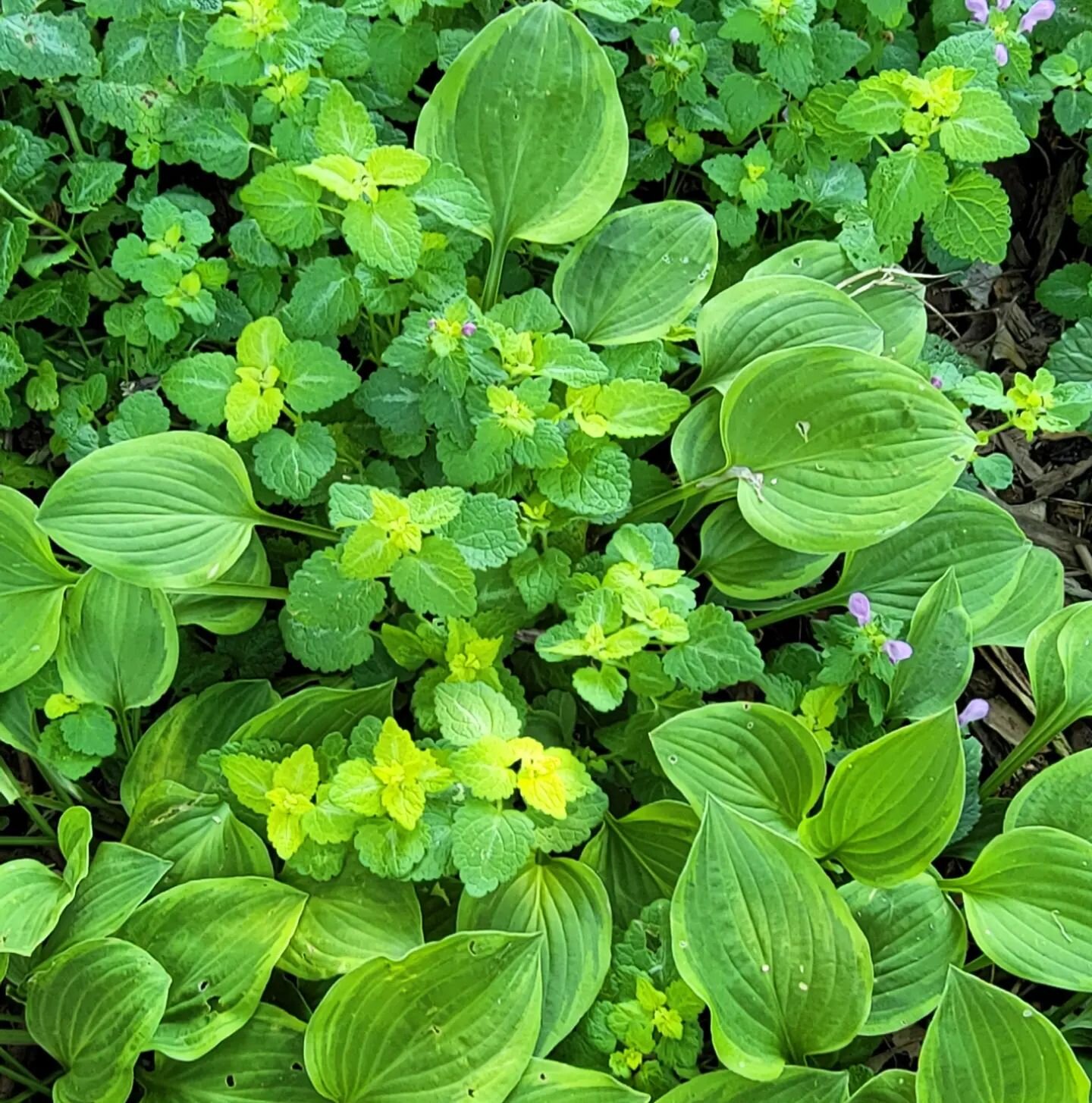 I love this 2 plant combo. 'Golden Tiara' hosta and ground cover 'Aurea' deadnettle (Lamium) work well together, offering texture with contrasting leaf shapes and a yellow hue to brighten up the shade garden. They're both easy to grow and will fill i