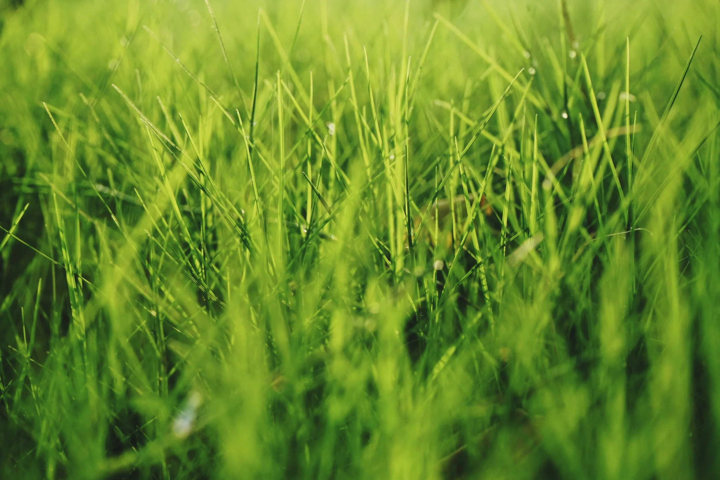 9 Biggest Mistakes Made When Watering Lawns