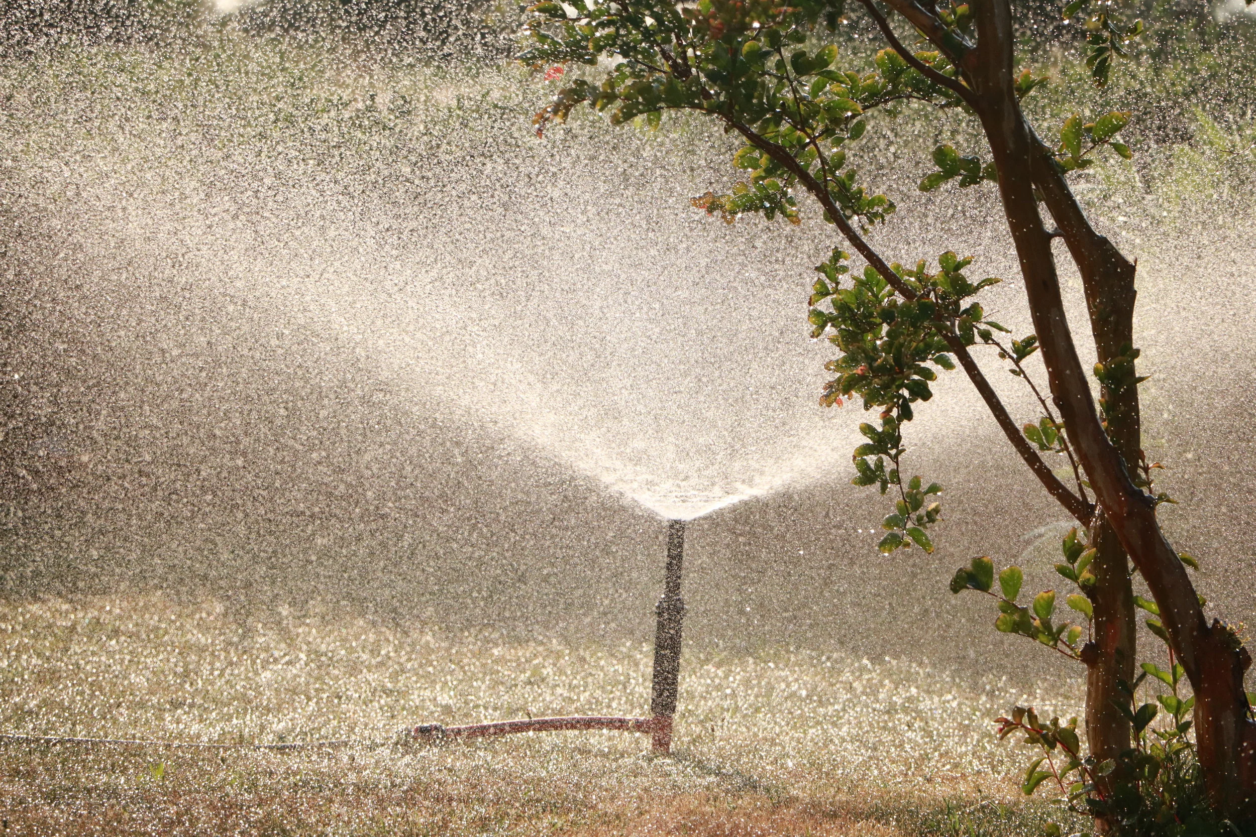 Choosing the Correct Sprinkler Head