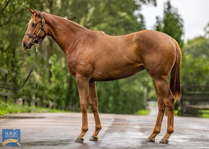 &ldquo;DREAMZEL&hellip;. Just too fast, has run them ragged.#
A fantastic way to round out the 24-25 season ❤️

Dreamzel (Deep Field) = Miss Consistent! 
19: 6-3-5 $154,955
Purchased with @Ourhorsesfly from one of our favourite yearling sales @mmsnip