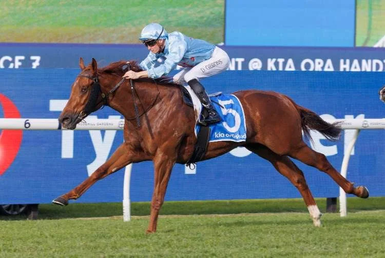 Buy of the Weekend: King Of Roseau gets pulses racing for Capitalist