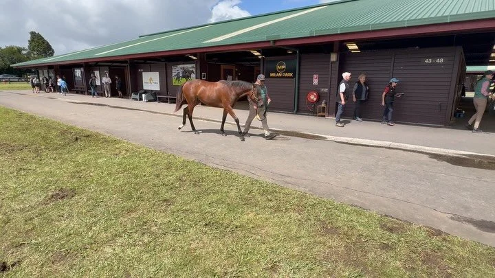As nice a So You Think filly as I have laid eyes on. 
Lot 251 @KarakaChat 

Thankyou to @dabernigracing &amp; Mr Stephen Lore for the opportunity
🙏❤️

nzb.co.nz/sales/26kaa/250

@TrelawneyStudNZ @nzracingnews 
@FBAA_agents