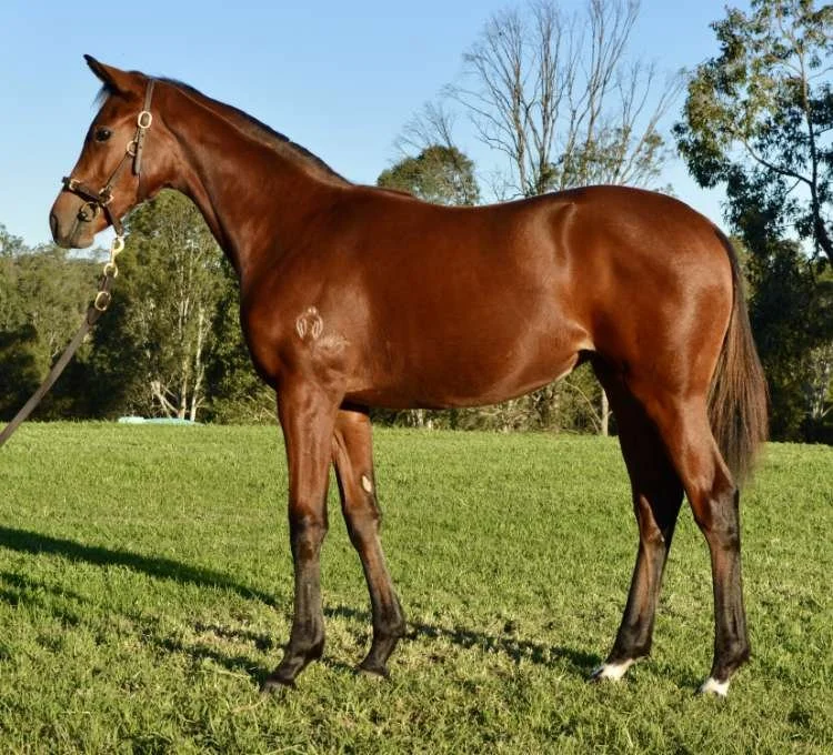 Value buy: Mee spies super upside in smart filly