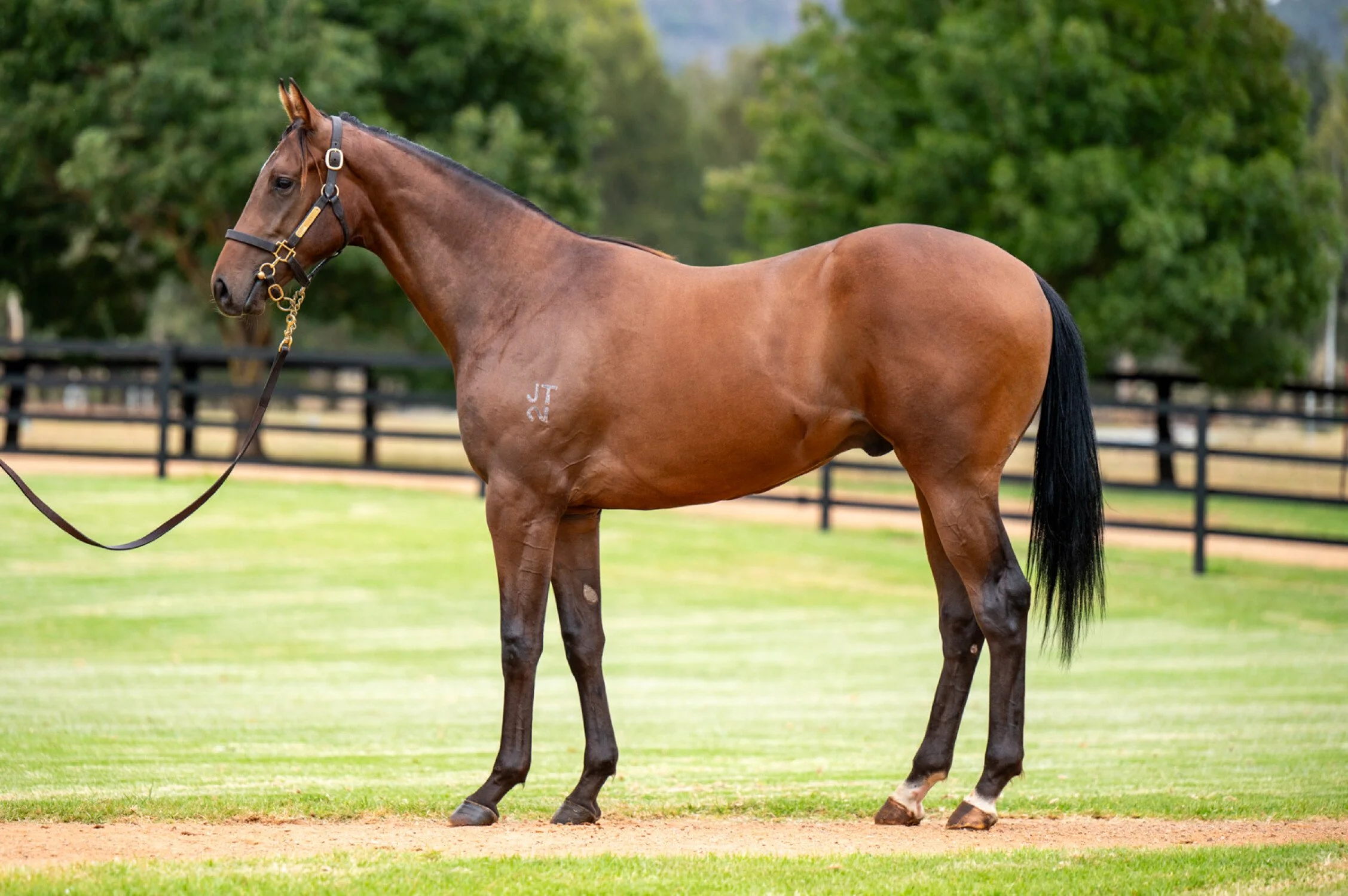 Gun Runner belief could be about to pay off for Hale