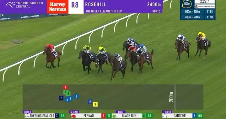 🏇 From a private purchase in New Zealand to a rising staying star in Australia, THEBUDGIESMUGLA keeps delivering winning the Listed Queen Elizabeth II Cup
Congrats to @Darby_Racing &amp; @BBakerRacing 

✅ 12 starts
✅ 6 wins
✅ A$342,724 prizemoney

A