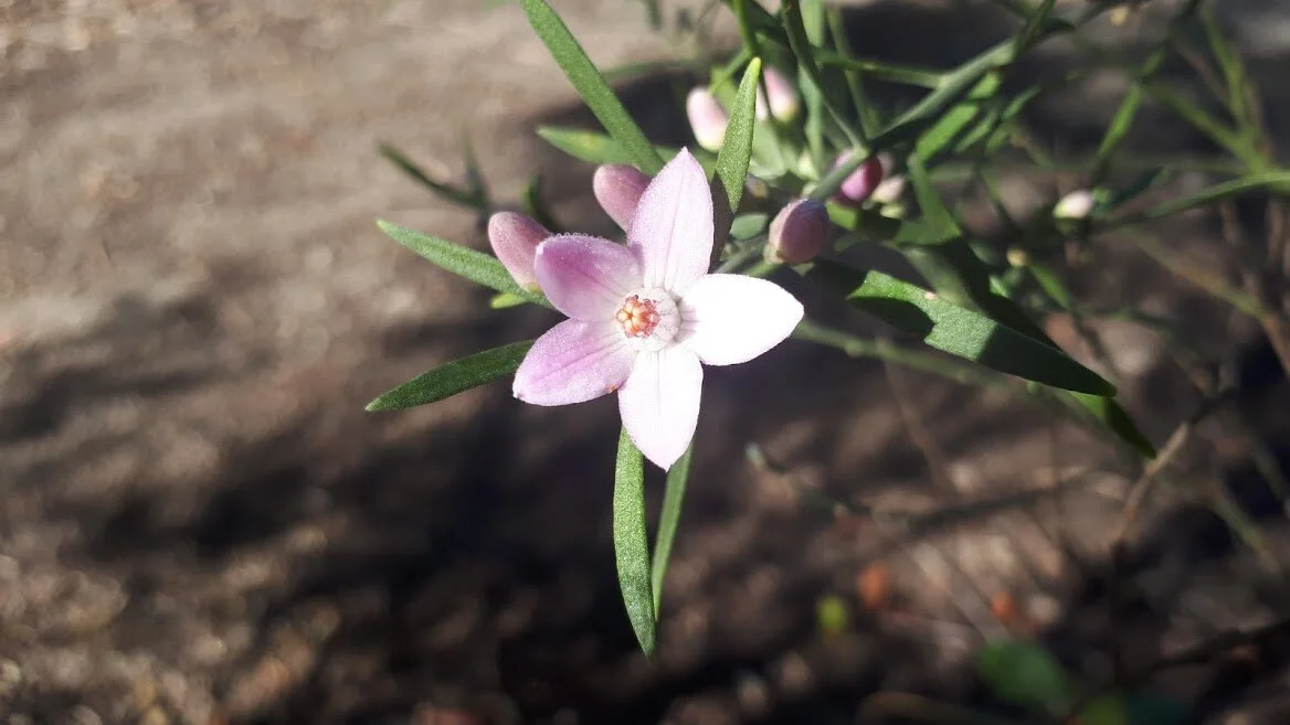 Eriostemon australasius
