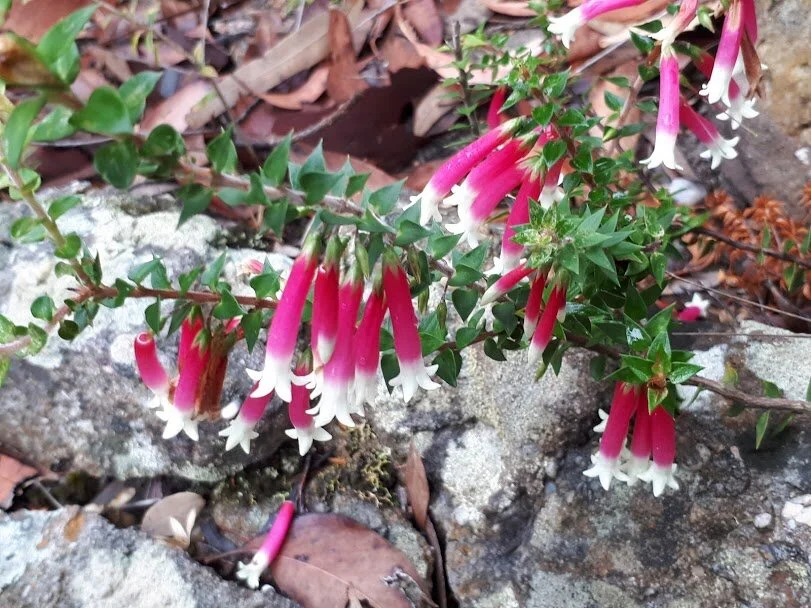 Epacris longifolia