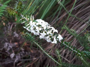 Woollsia pungens