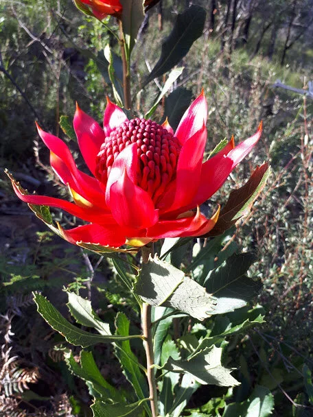 Telopea speciosissima