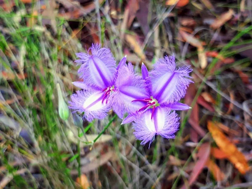 Biodiversity of Australia’s plants