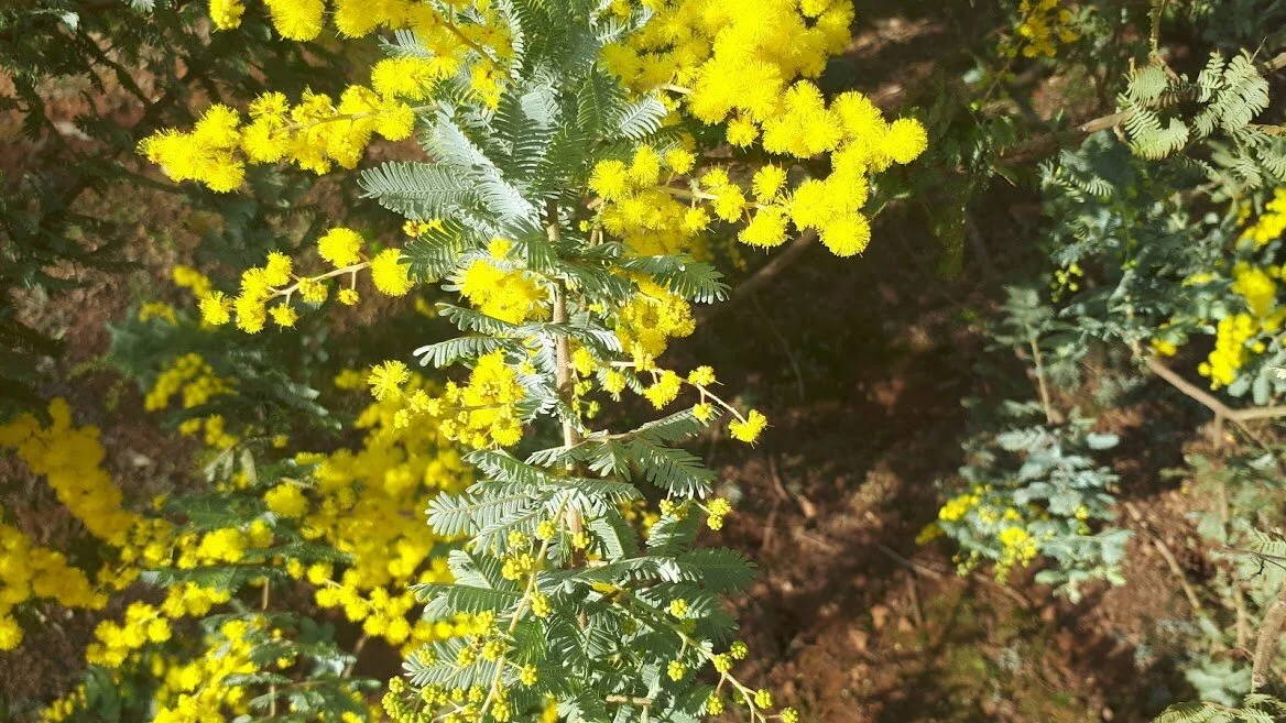 The peculiar case of the Cootamundra wattle