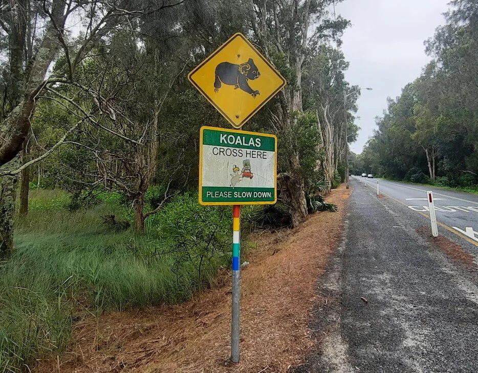 The decline of Koalas