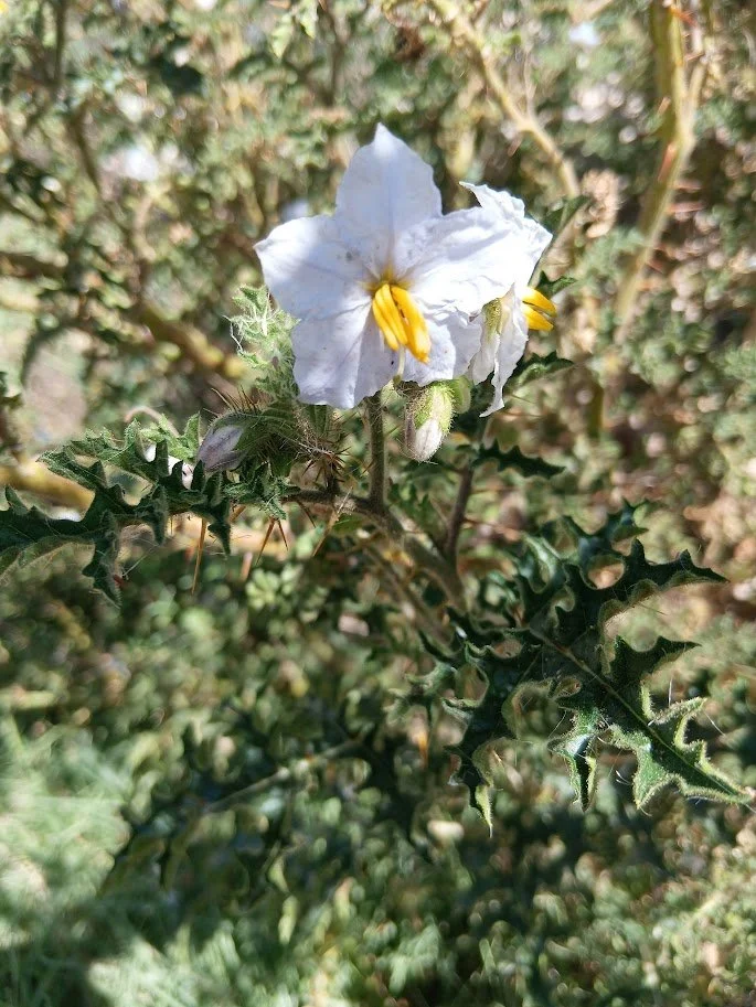 What is a weed?