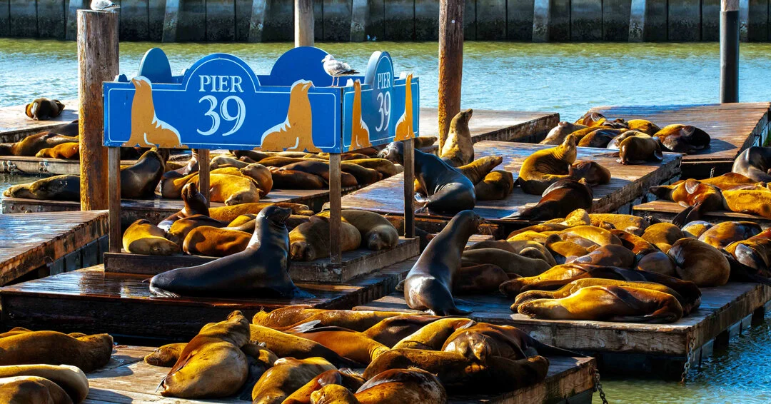 San-Fran_2019-4.jpg