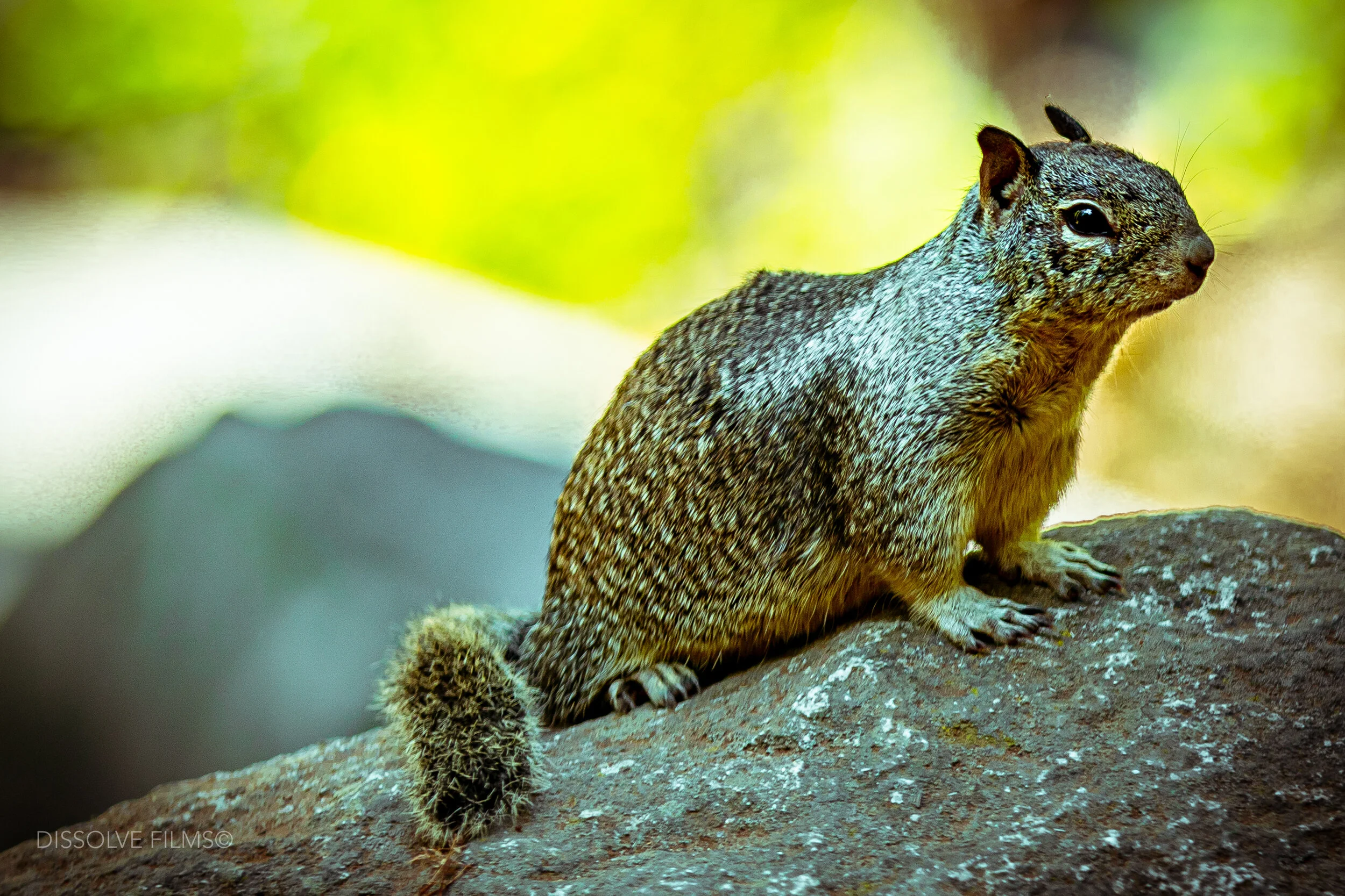 Californis Adventure_2019-19.jpg
