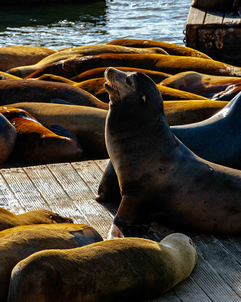 San-Fran_2019-6.jpg