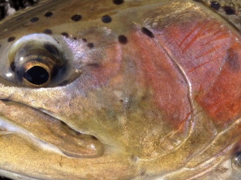 Fishing Gray Reef Cancelled on the North Platte River