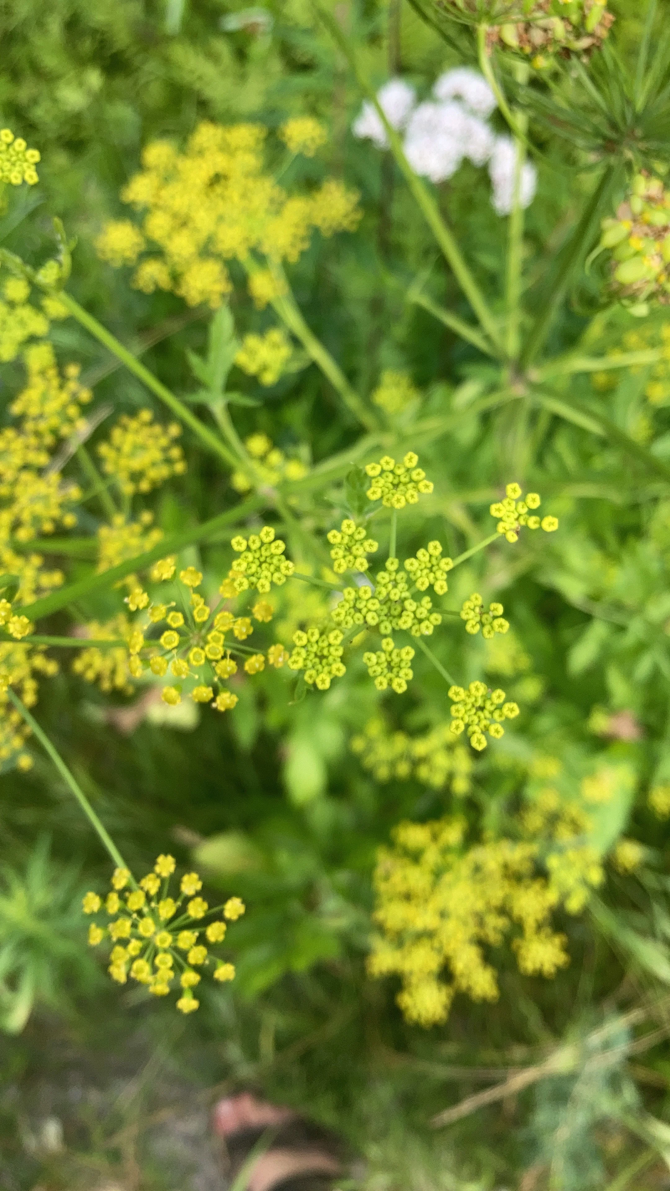 Medicine For Wood Season