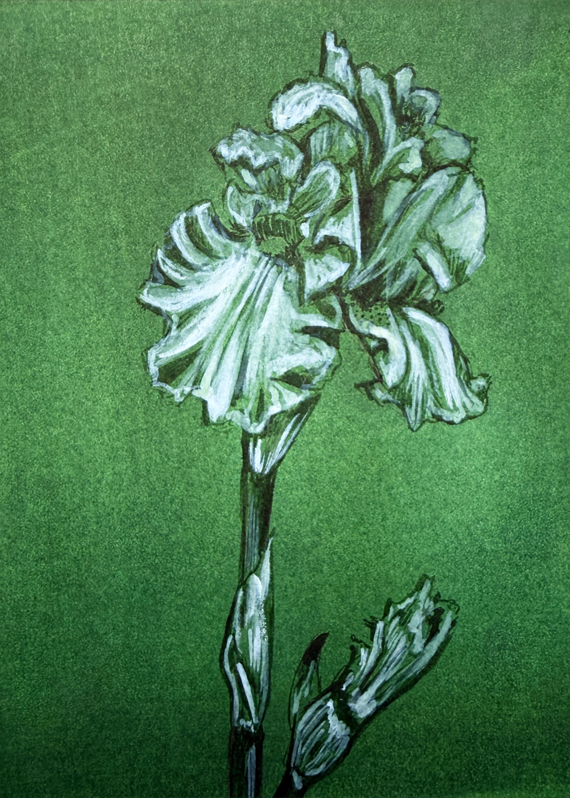Iris - LOW RES - Green Botanicals.png