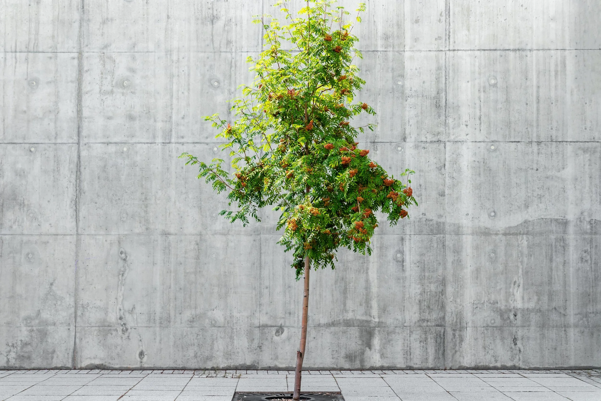 Issue 143: Beyond Human-Centric Design