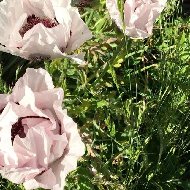 Nu blommar det i v&aring;rt SaraDis