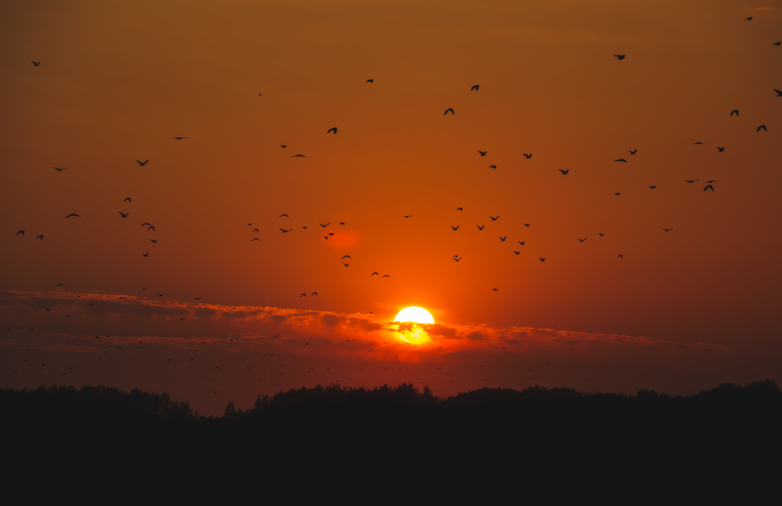 Migration