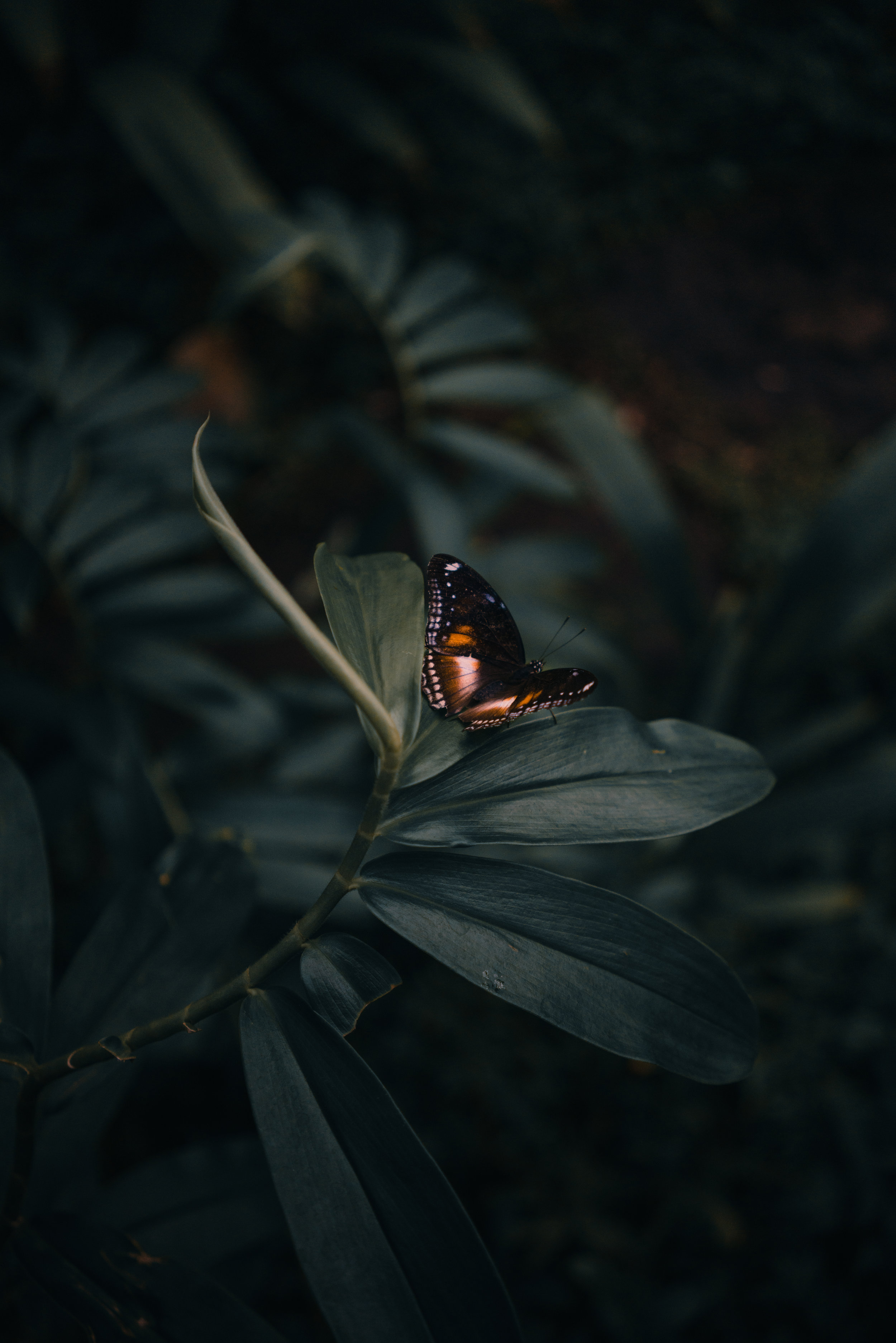 James ~ Butterfly (Tattoo)