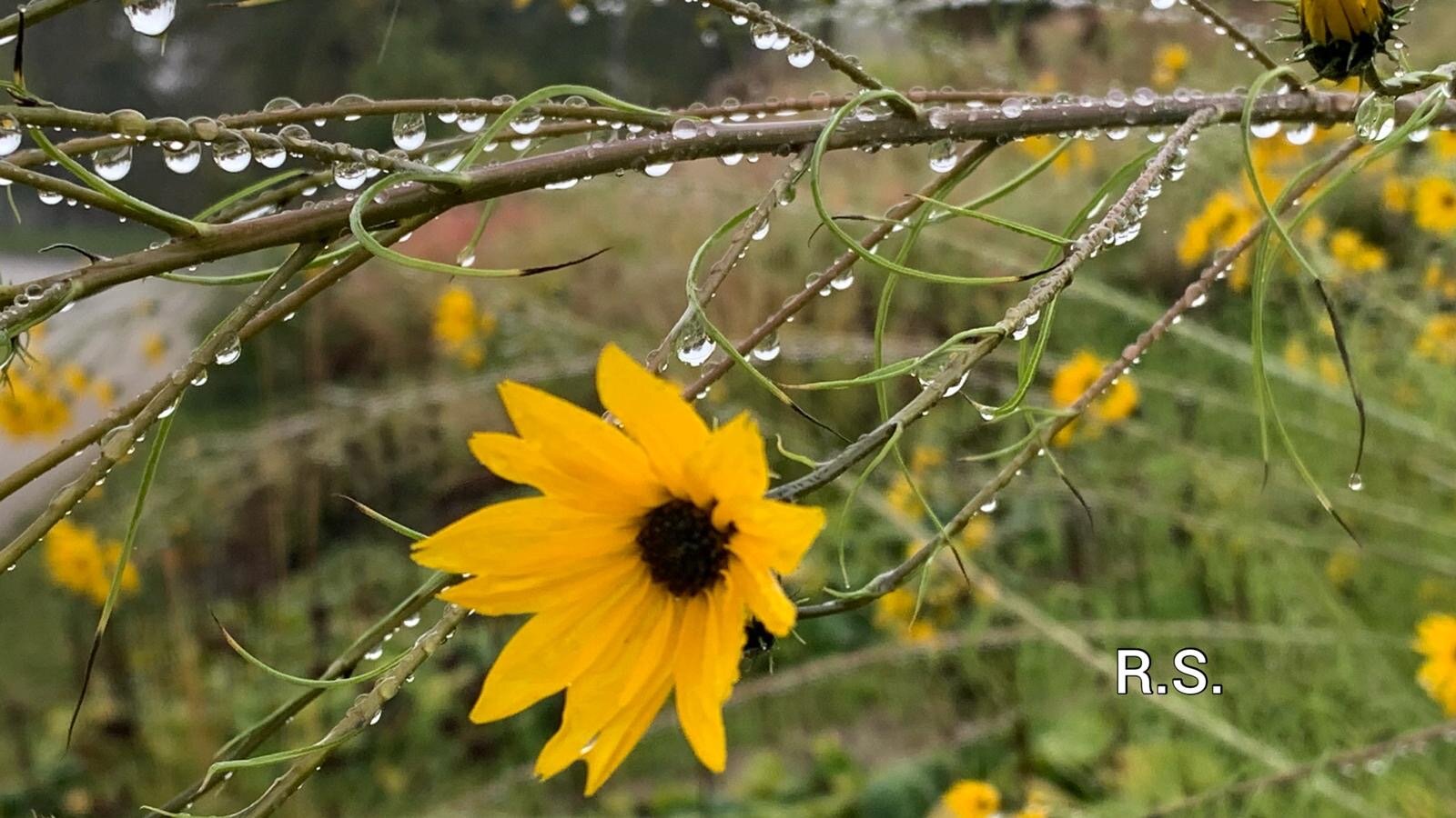 NaD Nr. 2 NACHRICHTEN AUS DEUTSCHLAND - ELEMENTE DER NATUR