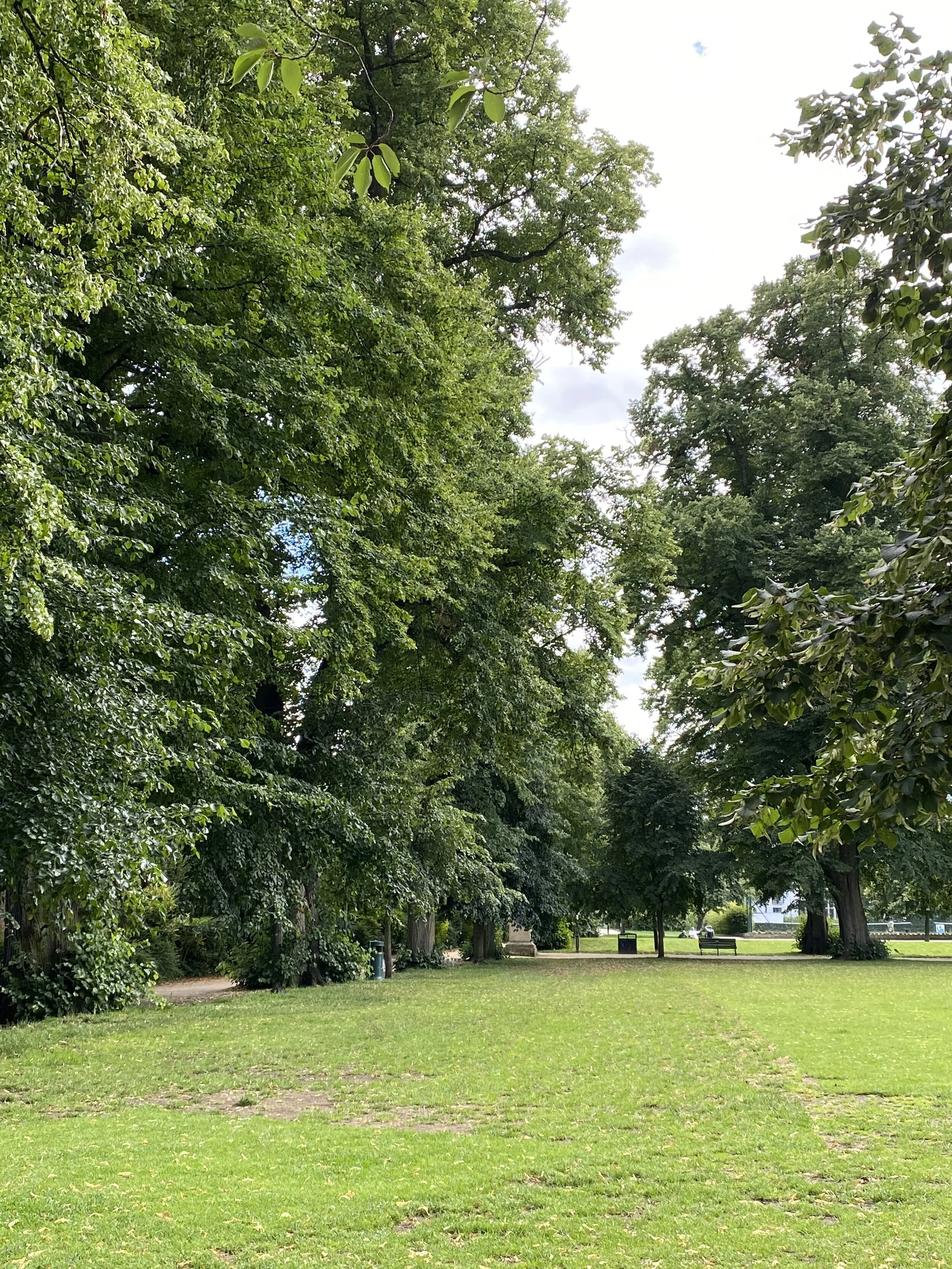 Cheltenham - The Great and High Trees 2020-7-10.jpeg