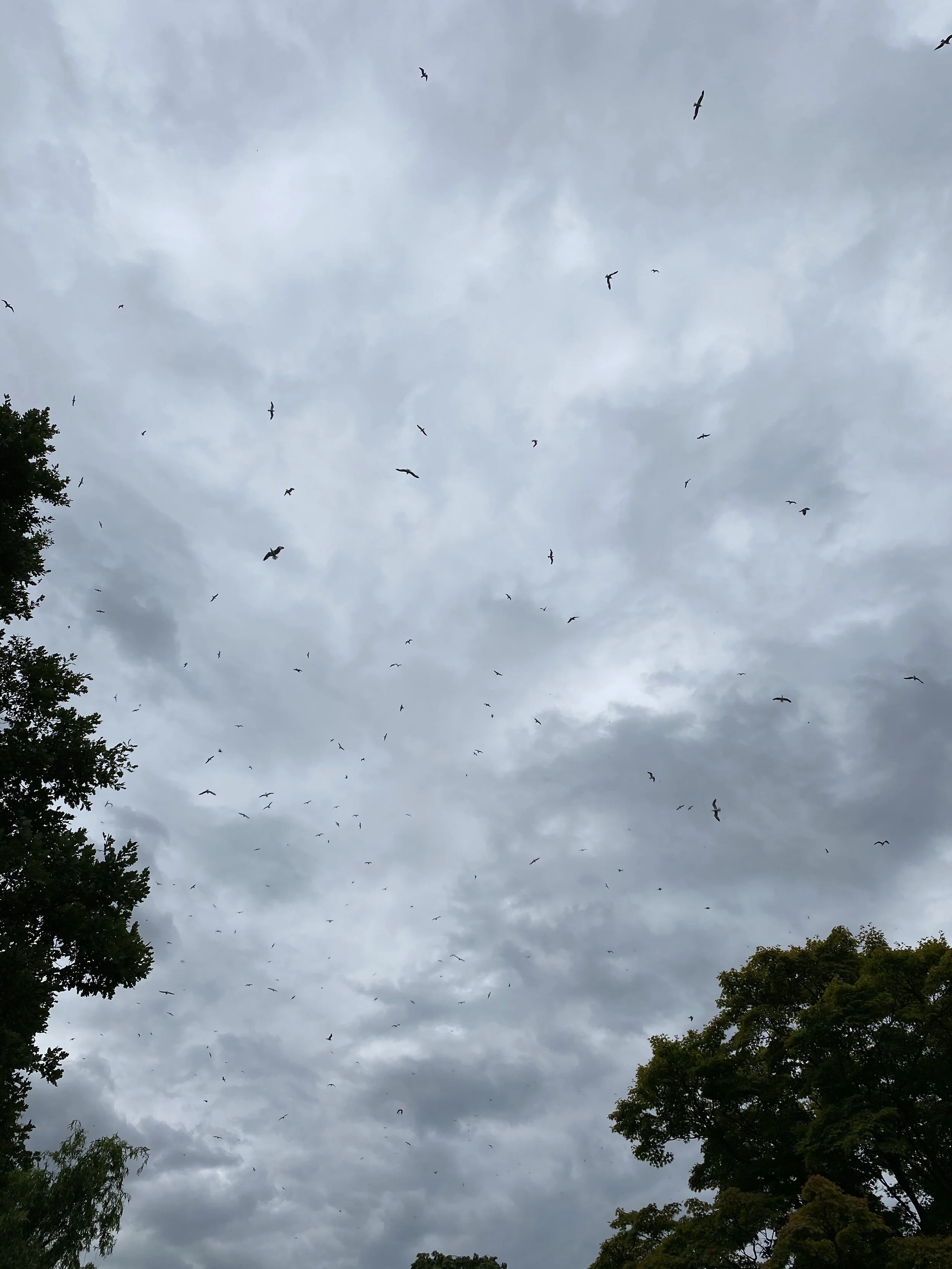 … thousands of Seagulls suddenly descended and flew around above the smaller of the two lakes at Pittviile Mount Park, Cheltenham Tuesday, July 21, 2020. IBM