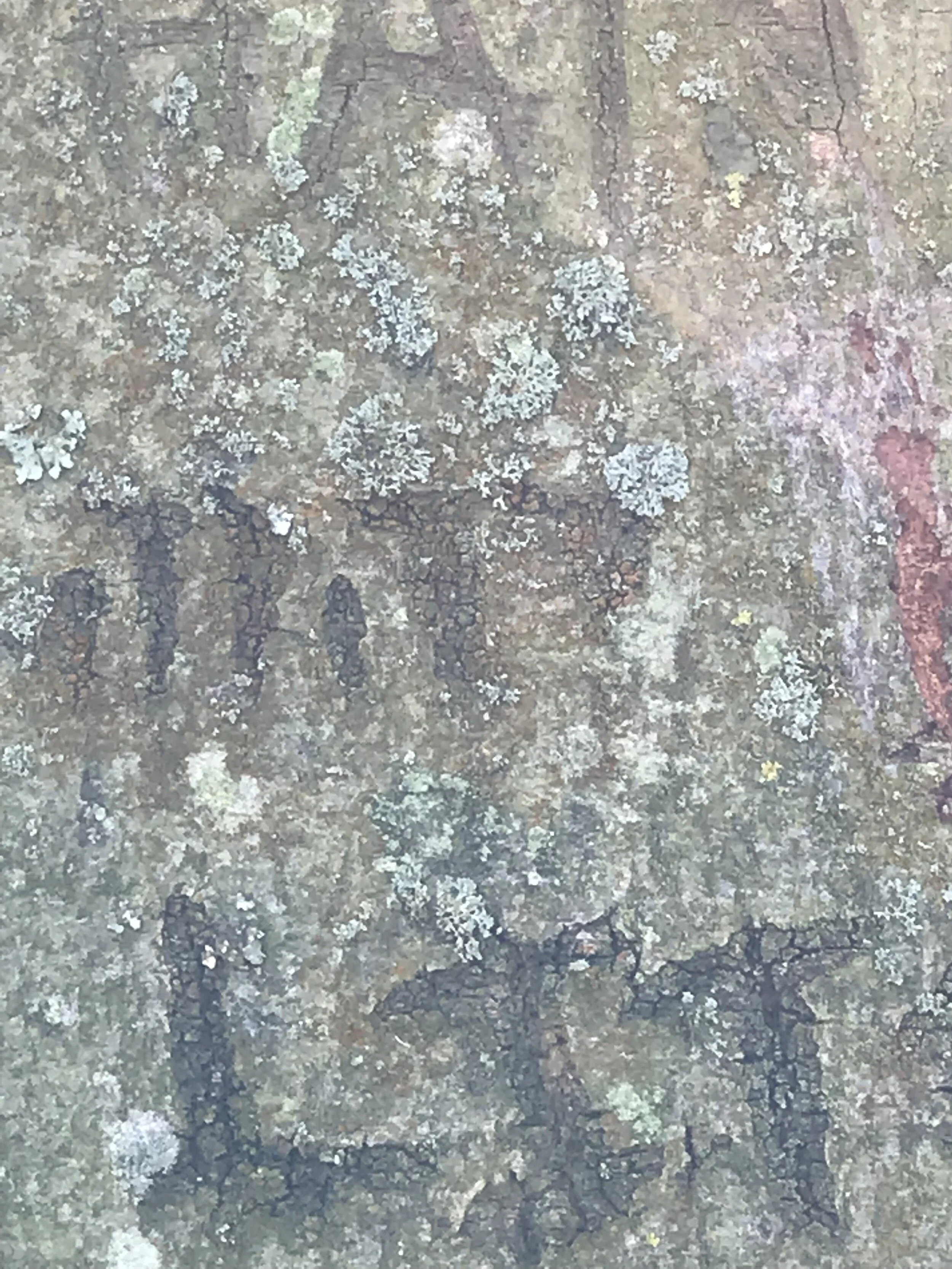 YHVH 2 2019-4-11.jpeg