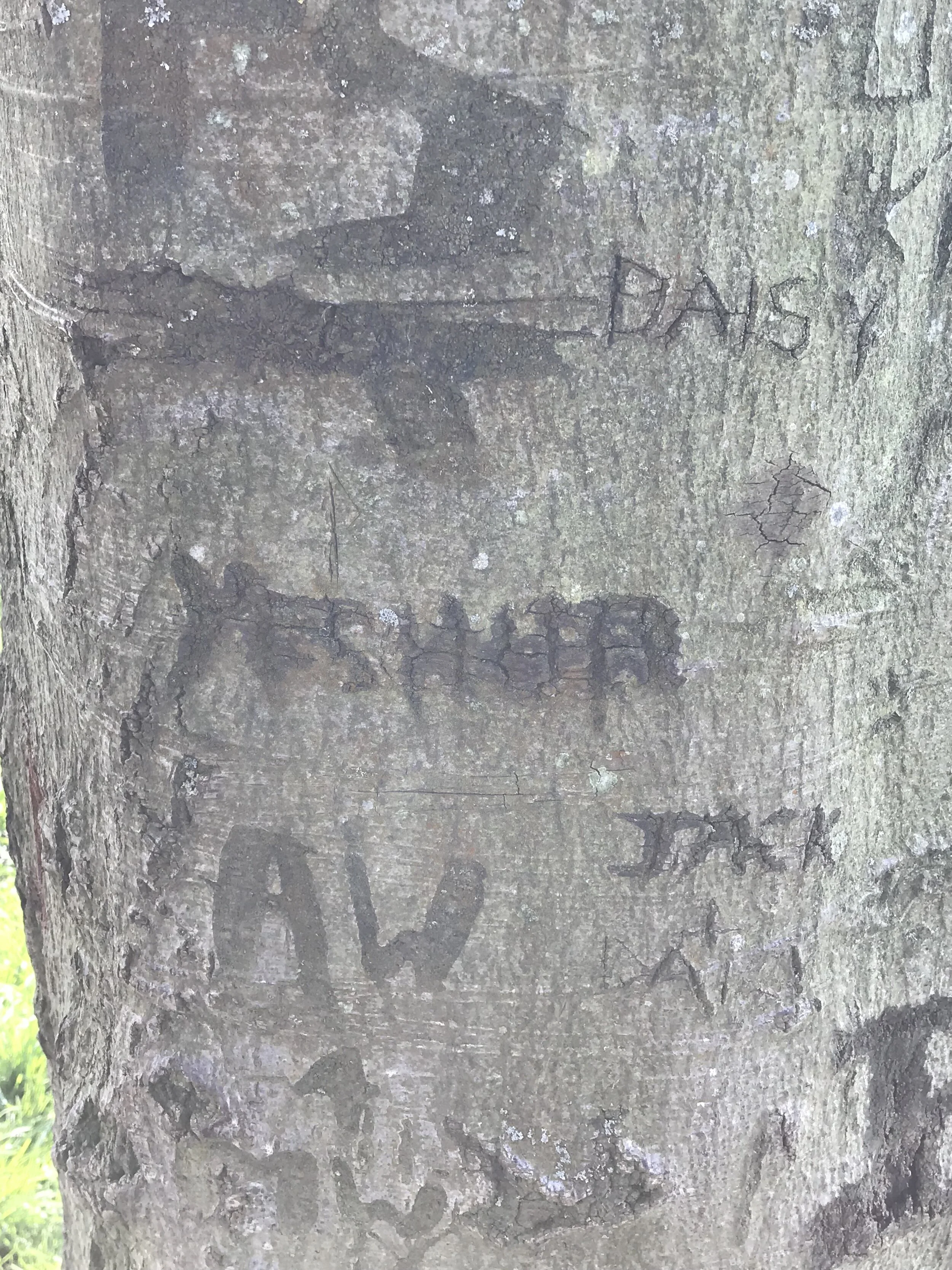 YHVH 4 2019-4-11.jpeg