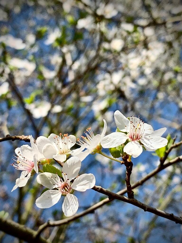 Der Frühling ist in Deutschland angekommen. Das ist 1 von 6.