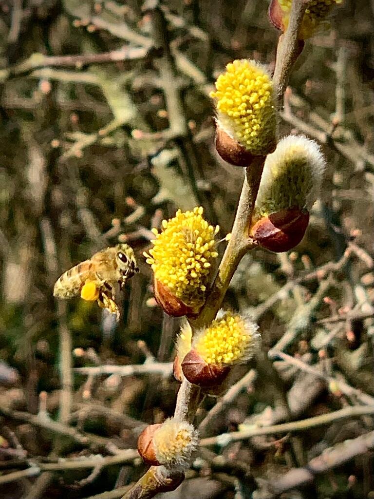 Der Frühling ist in Deutschland angekommen. Das ist 3 von 6.