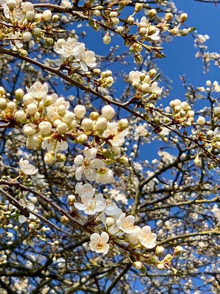 Der Frühling ist in Deutschland angekommen. Das ist 4 von 6.