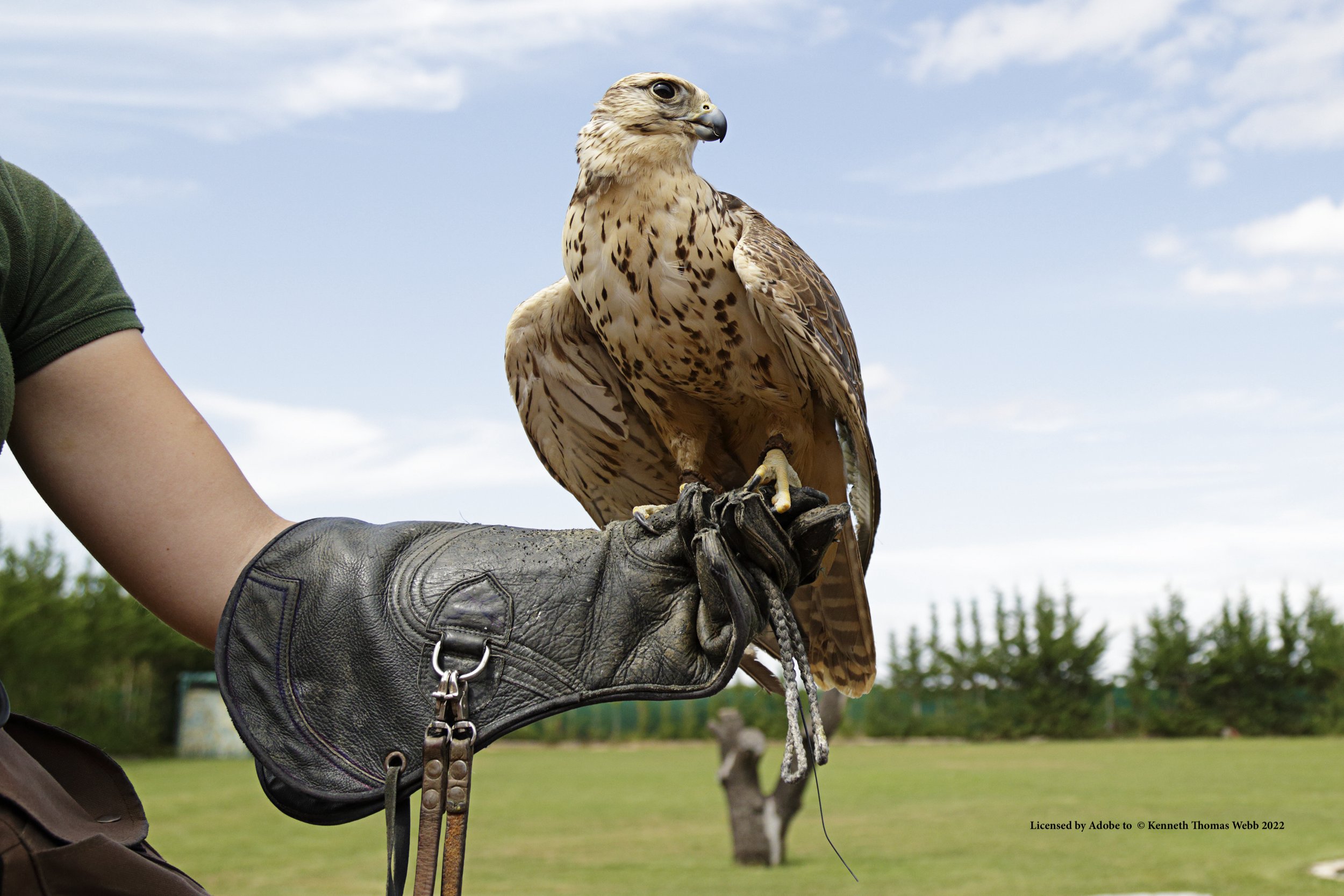 Falconry ~ Teenage Arrives