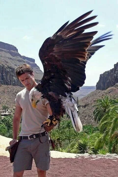Golden Eagle.jpg