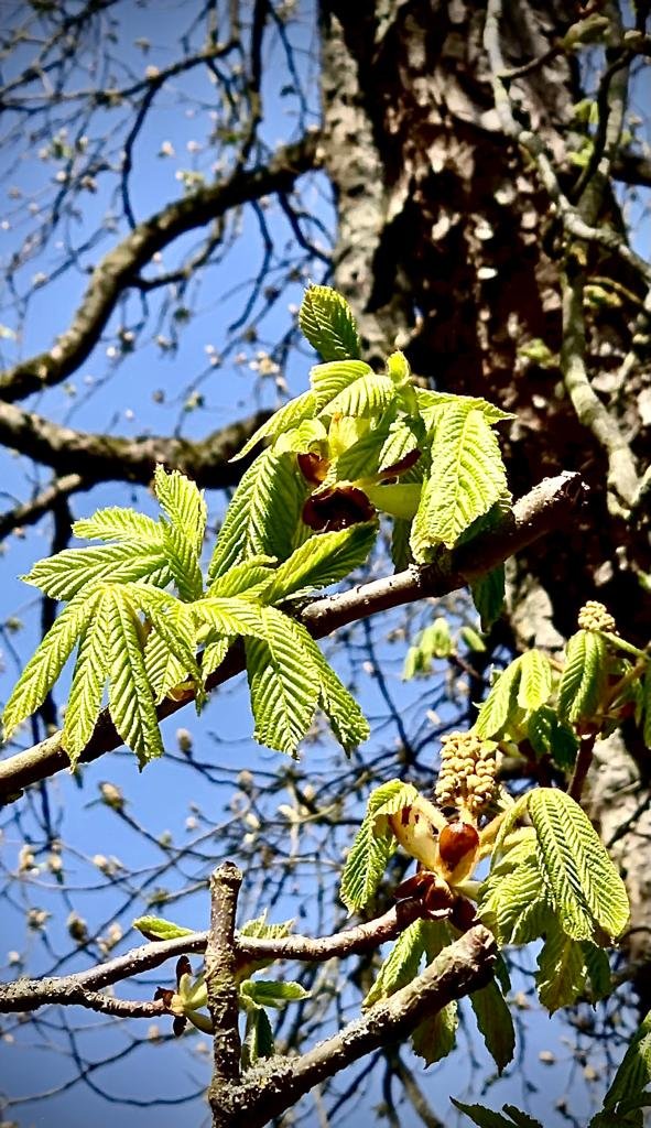 RS.Die Signatur der Natur auf Erden.jpg