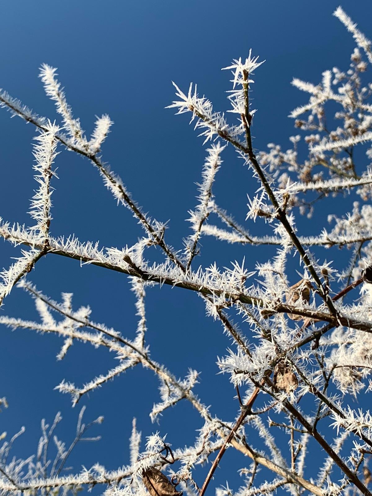 Hoarfrost - Urbar Koblenz in der Rheinfalz von R.S. 1 2020-11-30.jpg