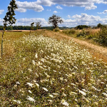 Natur und Landenschaft von R.S 27.7.2022 5.png