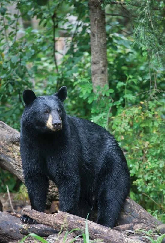 Yaogah, The Great Bear