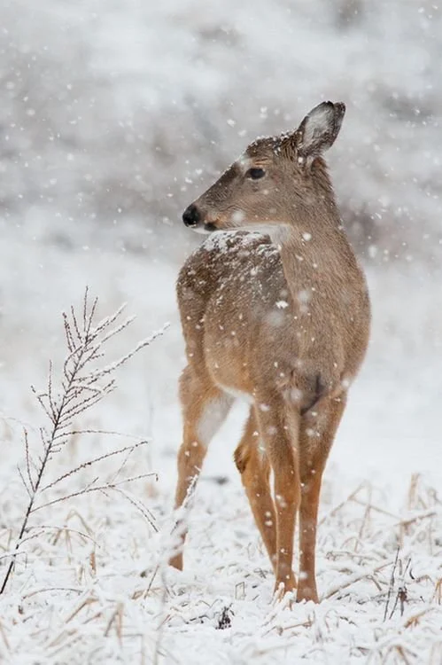 Neoga, the Fawn