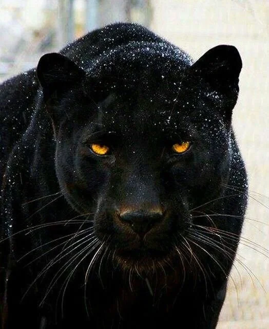 Dajoji, Mighty Panther