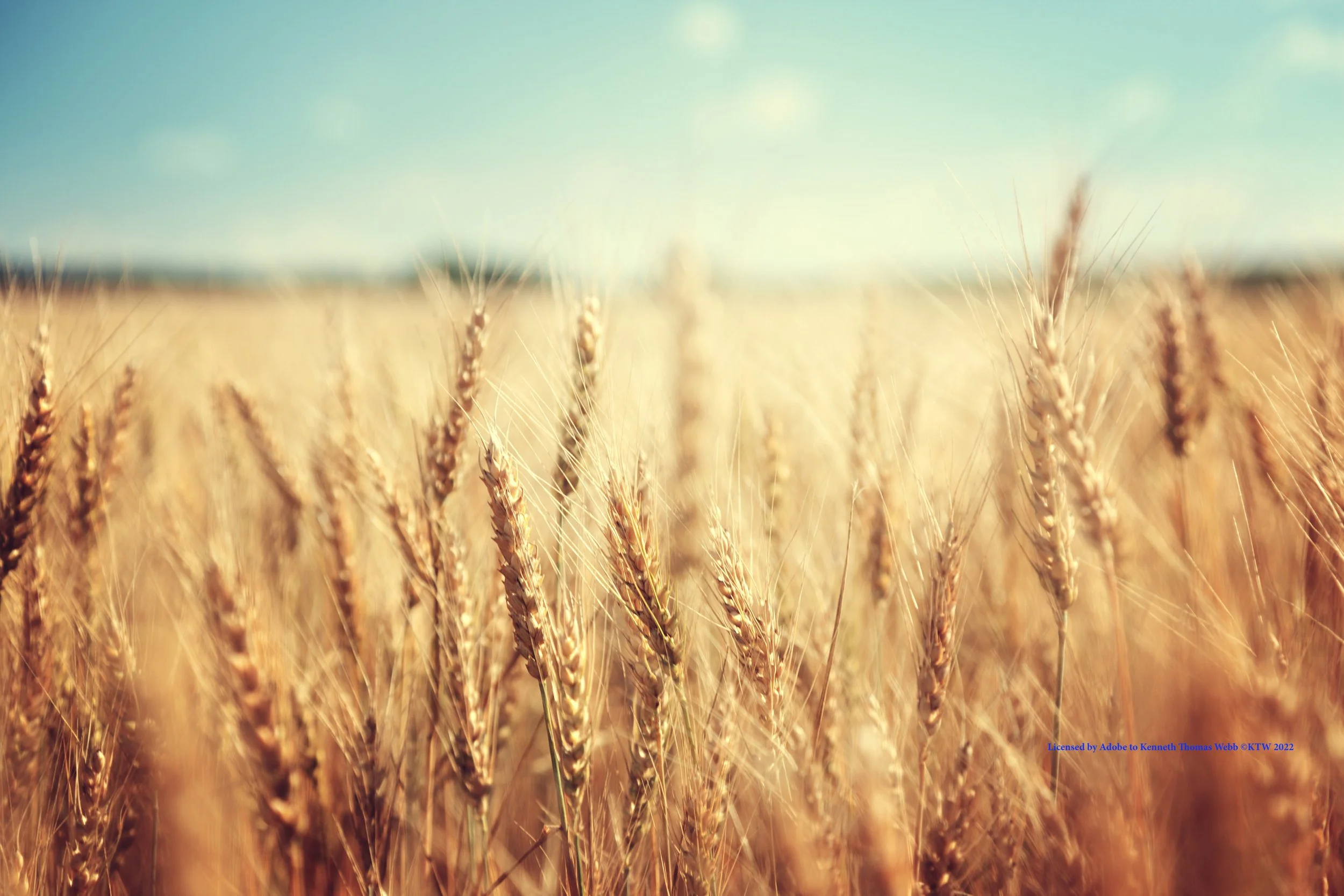 LTKTW Ripe for Harvest signed 13.10.2022 AdobeStock_74641866.jpeg