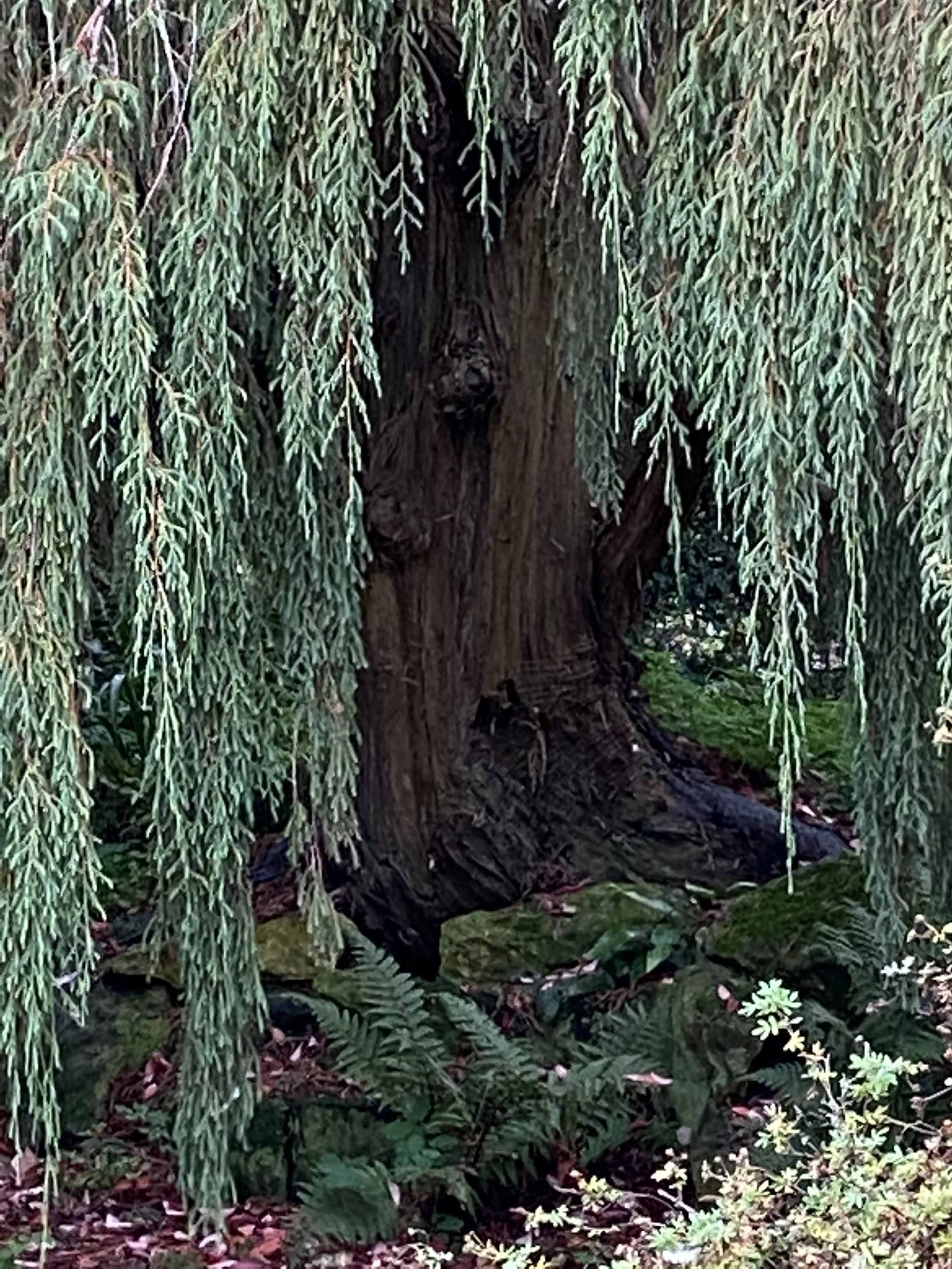 Hidcote 48 copy.jpeg