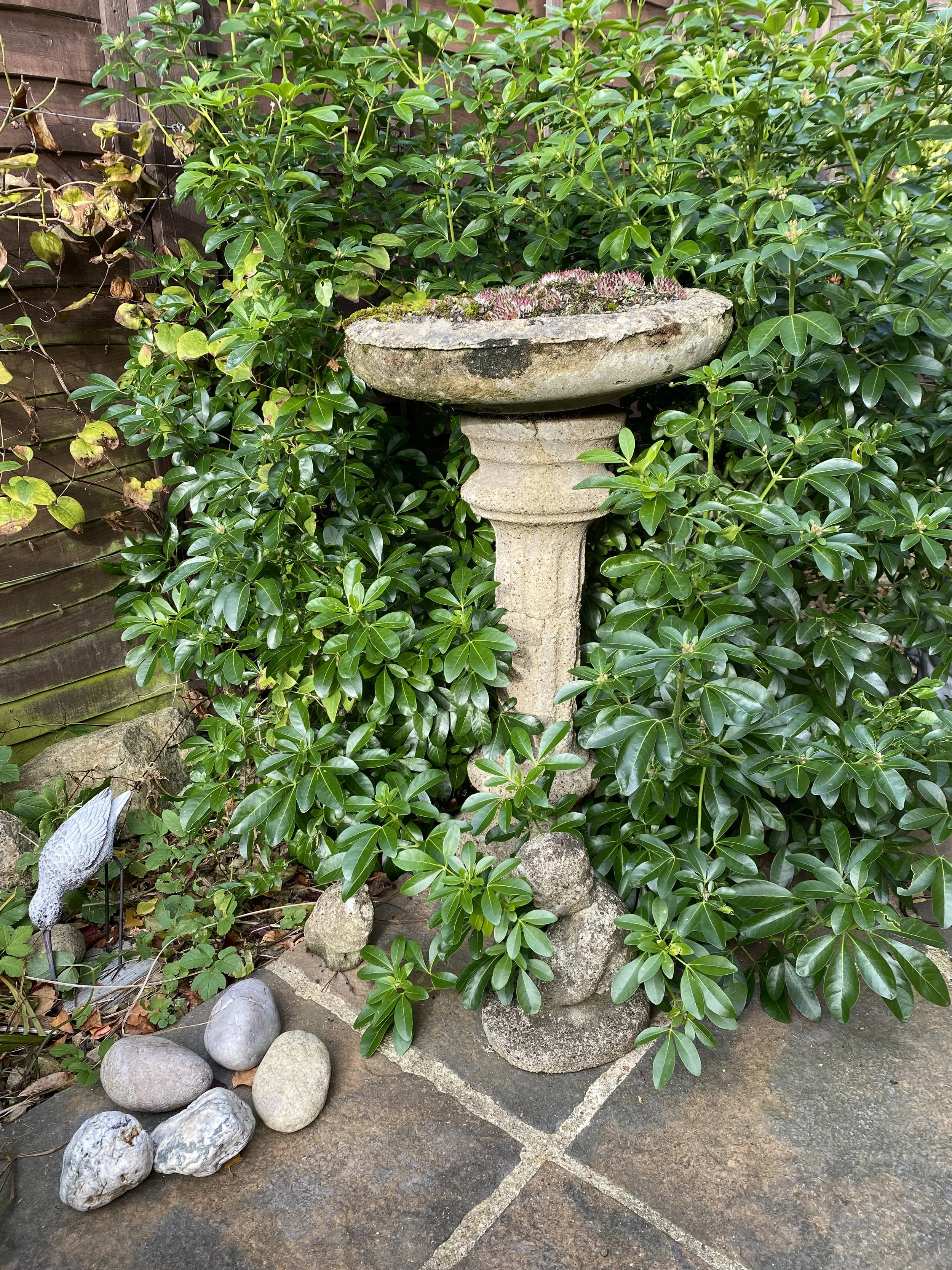 4 Birdbath earless rabbit and little boy today 28-11-2021.jpeg