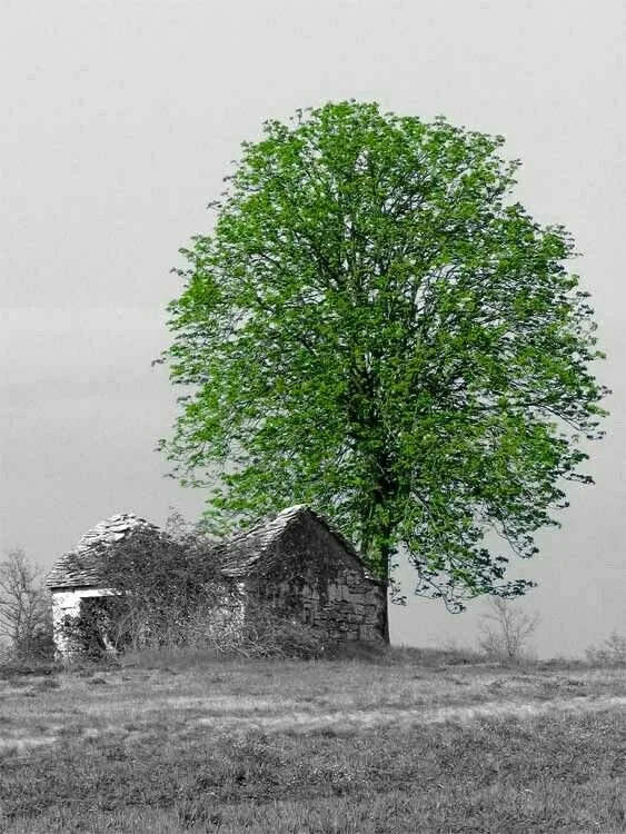 B&W - Tree and Barn.jpg