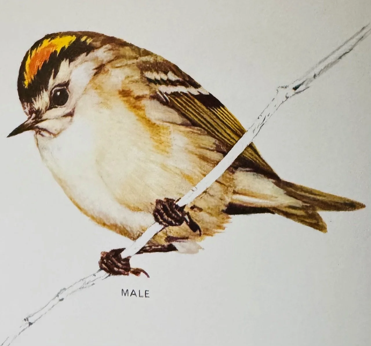 The Goldcrest